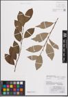 Foto von Salix caprea L. x Salix daphnoides Vill.